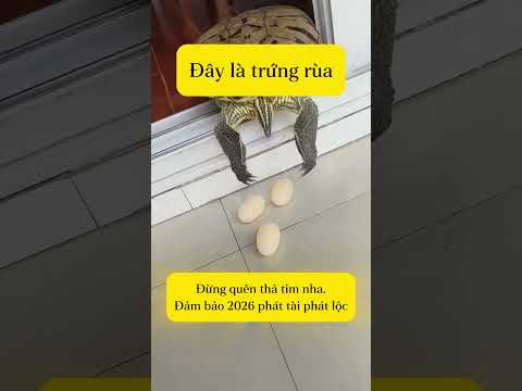 Những loại trứng này có ăn được không? Cùng tìm hiểu nhé!#shorts