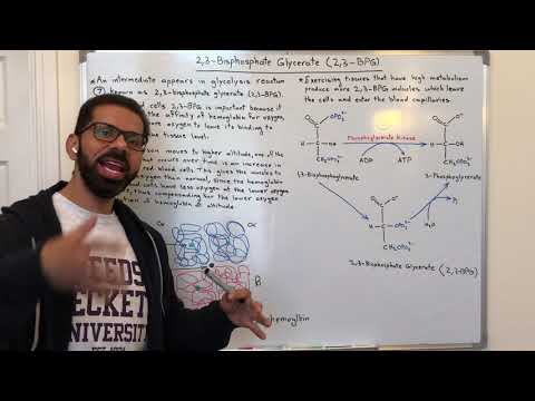 2,3-BPG and exercise performance