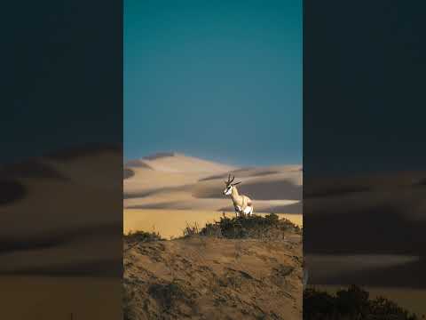 Springbok in the Namib Desert