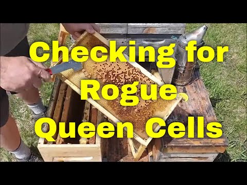 Checking for Rogue Queen Cells-That Bee Man