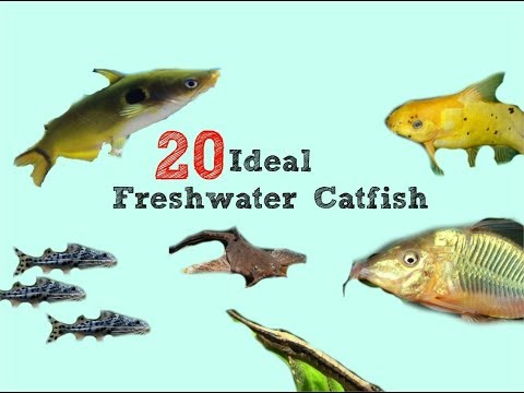 20 Catfish That WON'T Bust Your Tank