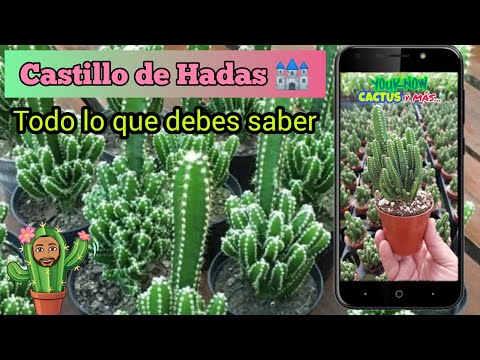, title : 'Cactus 🌵Castillo de Hadas 🏰 (Acanthocerus Tetragonus) "Fairy Castle" | TODO LO QUE DEBES SABER  🔥❤️🐐'