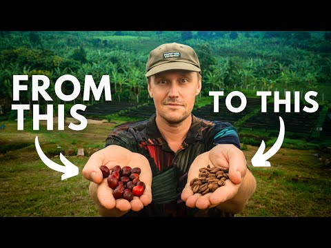 Why sustainable coffee taste better (Uganda coffee documentary)