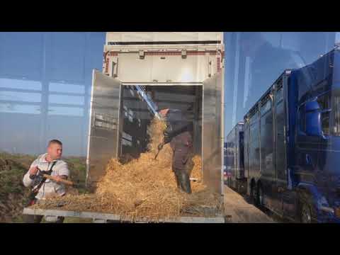 VAEX breeding cattle 2019