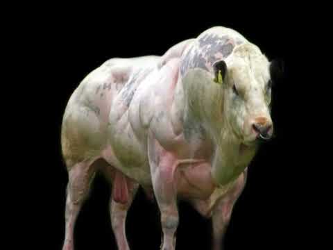 💉BELGIAN BLUE BULL STACK: TESTOSTERONE P. + MASTERON P. + TRENBOLONE A. + HALOTESTIN