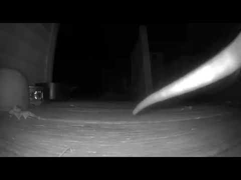 Gunther Asked For A Warm Cup Of Hot Chocolate To Go With His Bagel 