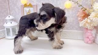 ミニチュアシュナウザーの動画01