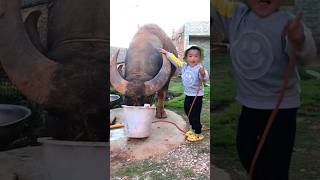 Download lagu Kerbau Raksasa Dan Pawang Cilik Pemberani mp3 Download lagu Kerbau Raksasa Dan Pawang Cilik Pemberani mp3