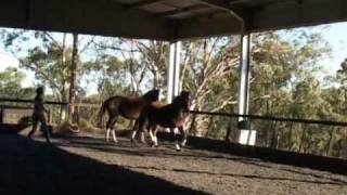 W Dressage - Sundance and Tuxedo - July 2009