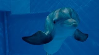 Video trailer för Dolphin Tale 2 - Official Main Trailer [HD]