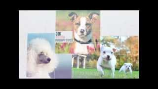 preview picture of video 'Pet Pawtography - Pet Photographer in Montgomery, Alabama'