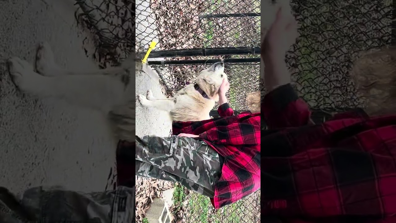 Enlarge FRANCIS , a ADOPTABLE mixed breed in Manchester, CT video 2/6