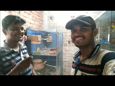download lagu mp3 mp4 I Love Pets Dadar, download lagu I Love Pets Dadar gratis, unduh video klip I Love Pets Dadar