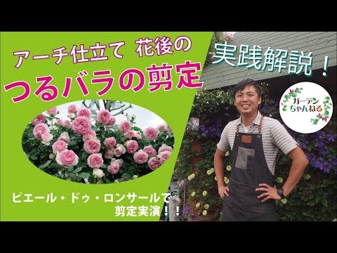 初期の花芽は剪定したほうがよいでしょうか？はい、いいえ!  庭園