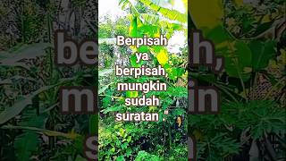 Download lagu Berpisah ya berpisah,mungkin sudah suratan #fyp #shorts #quotes #viralvideo mp3