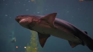 Musica Relaxante | Relax Music | Musica, Pensamento Positivo, Paz na Terra | #0133#