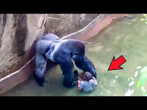 鳥が窓に飛び込んできた場合はどうすればよいですか? 自然と動物