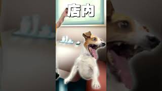 【日常】とあるゆっくり実況者の休日 #shorts #猫meme #猫ミーム #ゆっくり実況者