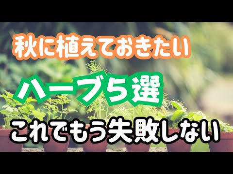 秋に生える芳香性ハーブのオレガノ
