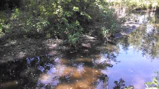 Murphy and Jasper at the lake.