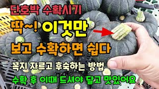 단호박수확시기 호박 꼭지만 보고 수확하면 쉽다 단호박자르고 후숙방법과 후숙기간 미니단호박 보우짱