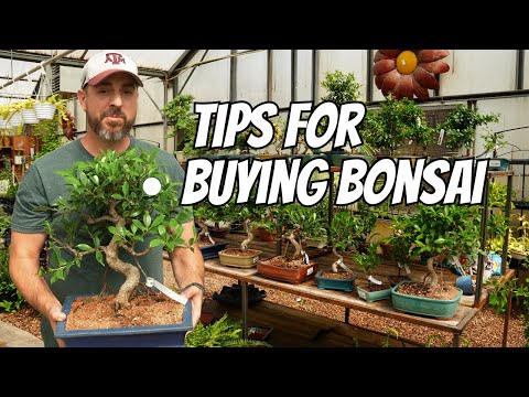 Tips for Buying Bonsai