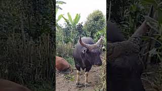 Download lagu sapi banteng mp3