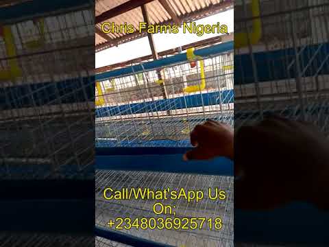 , title : 'Layers Battery Cages For Sale in all Parts of Nigeria'