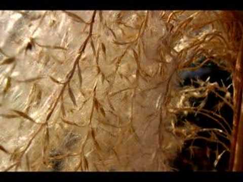 Winter Moods - Marigold