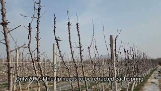 UFO Training System on Sweet Cherry