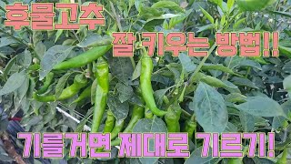 후물고추, 2차전 고추 잘 키우는 방법!!! 기를거면 제대로!!