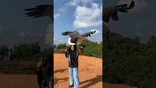 Download lagu Pretty girl likes to play with a sea eagle #girls #eagle #wildlife mp3