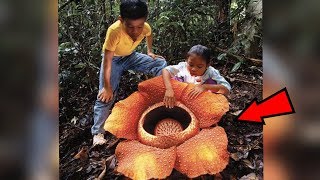 5 Strangest Things Found In The Jungle!