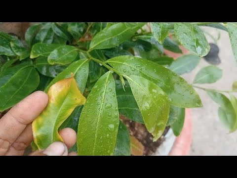 lá mai bị như vậy là bị gì phun thuốc bảo vệ bộ lá mai vào giai đoạn này