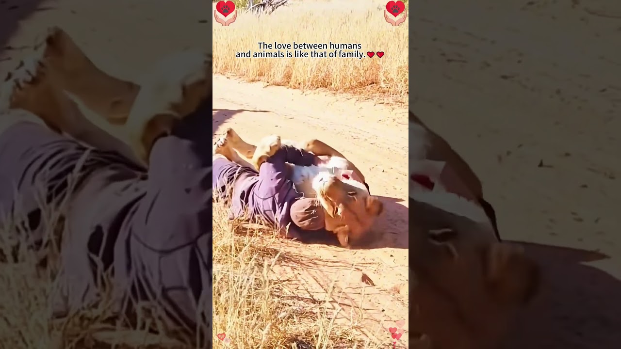 The love between humans and animals is like that of family.#louisville #fyp#animals #lion