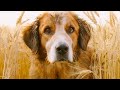 Story Of A Dog Who Searched For His Master For Five Lives | Movie Recaps