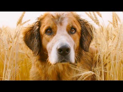 Story Of A Dog Who Searched For His Master For Five Lives | Movie Recaps