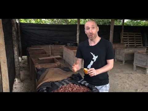 The cacao fermentation process - where cacao comes from