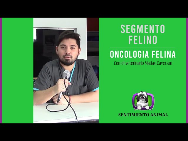 Vídeo relacionado con Mi gato Pemba y su linfoma: Ahora habla él