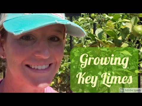 Growing Key Limes