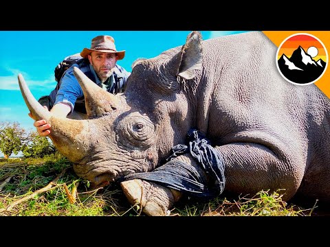 I Cut Off a Rhino's Horn.