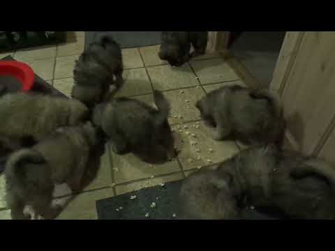 DaQela’s Frugt Kuld dag 57/1