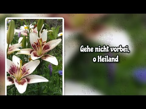 Gehe nicht vorbei, o Heiland (-)
