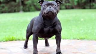 Dog Staffordshire Bull Terrier | Picture Collection Of Terrier Dog Breed