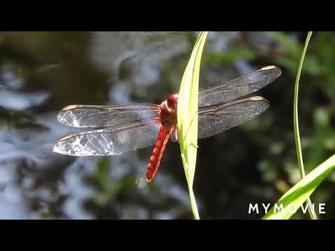 Amazing Colors of Spring Flowers and Fall Leaves - Nature Relax Video with Relaxing Sounds.