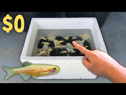 BREEDING 1000's of GOLD Danios in Foam Boxes!