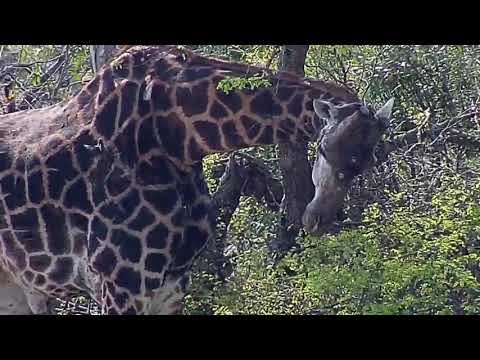 Djuma: Giraffe feeding-Pt:1 - 09:23 - 09/16/20