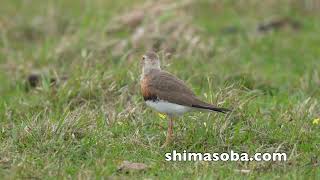 オオチドリ7羽、クロジョウビタキ、キガシラセキレイ、ヤツガシラ、ハリオシギ(動画あり)