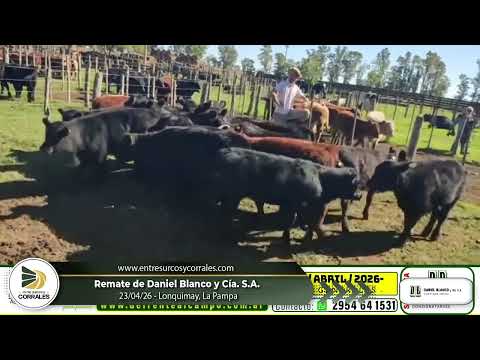 23-04-26 - Remate de Daniel Blanco y Cía  S.A. -  Lonquimay, La Pampa
