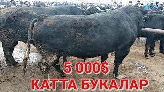 УЗБда КАТТА БУКАЛАР СОТИЛЯБДИ